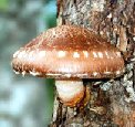 shitake contain interferrons natural hepatitis fighting chemistry in tasty formate!