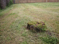 Fence, lawn and mossy stump