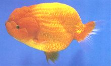 Goldfish1.jpg (5507 bytes)