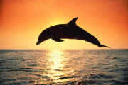 dolphinsunset.jpg (8692 bytes)