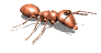 Zooish has animated ants. Ants are of the order Hymenoptera. 