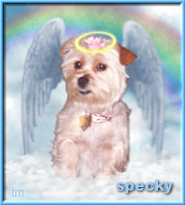 graphic of specky sitting on a cloud with angel wings and a halo in heaven