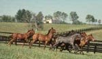 Thoroughbreds on a bluegrass horse farm by bill straus