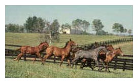 thoroughbreds on bluegrass horse farm