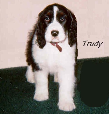 Trudy