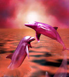 Dolphins for samsung e316