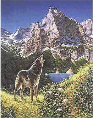 Can you find all 5 wolves?