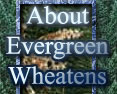 About

Evergreen

Wheatens