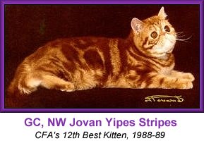 GC, NW Jovan Yipes Stripes