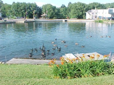 Ducks In Lake.