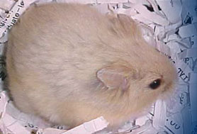 lilac fawn dwarf hamster