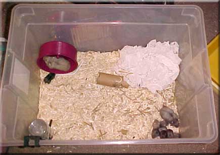 Hamster cage with water bottle, aspen bedding and running wheel