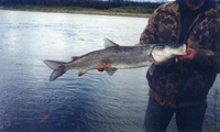 Alaska Fish Camps