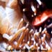 anemone_fish