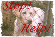 Click to sign the puppy mill petition!