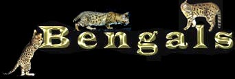 Gaylee Bengals UK for breeding, showing or pets 