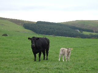 Cow with calf.