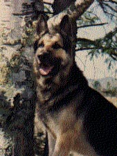 Click on Major to see a Memorial Page to fallen K-9, Louise Krause did a wonderfull job!