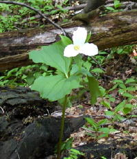 Trillium - Ontario's provincial flower, found growing on Bruce Trail