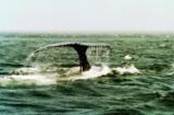 queue de baleine