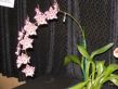 109_Orchid03
