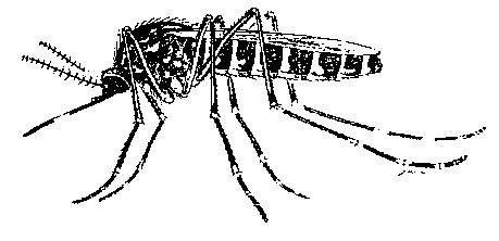 mosquito.gif (4827 bytes)