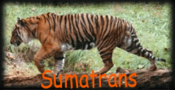 Sumatran pic