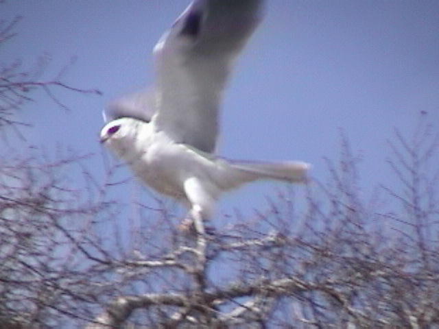 White Tailed Kite(Winston Caillouet)