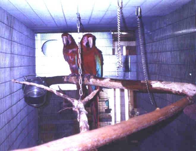 PetesGWMaCaws.jpg