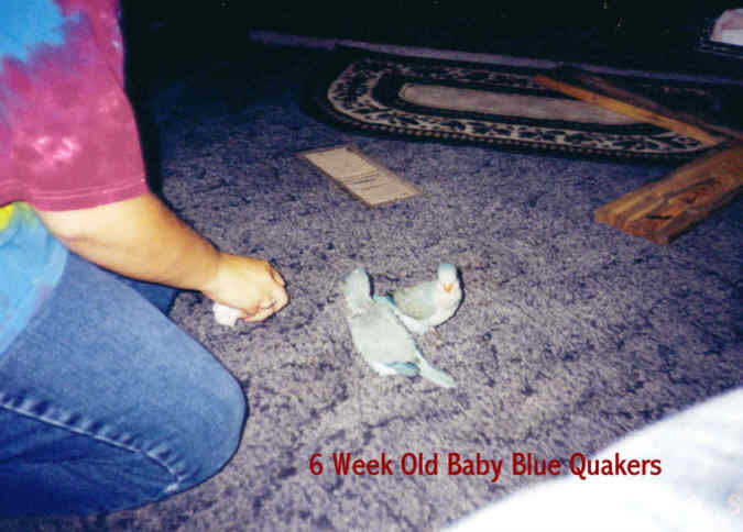 babybluequakers6weeks2_2.jpg