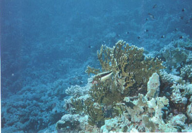 Koralle1.jpg (41991 Byte)