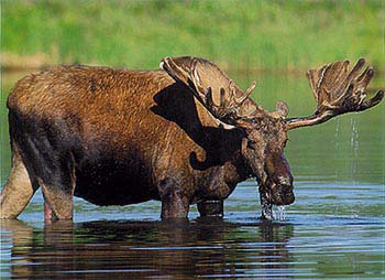 Bull moose picture