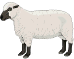 SheepAni.gif (153×123)