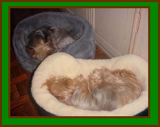 2 Sleeping Dogs