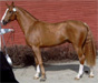 Russian Based Sport Horse-ori AG ZENAIS. Jalostuskyttn keskuussa 2003, astutuksen voit varata jo nyt :)