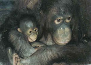 orangutan mother and child