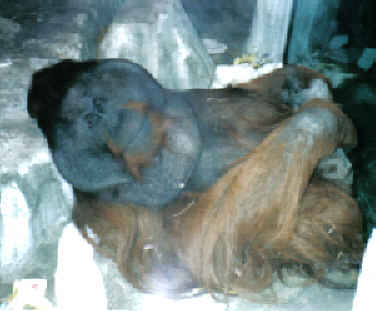 orangutan male