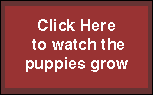 Watch the puppies grow