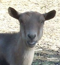 Smileing goat