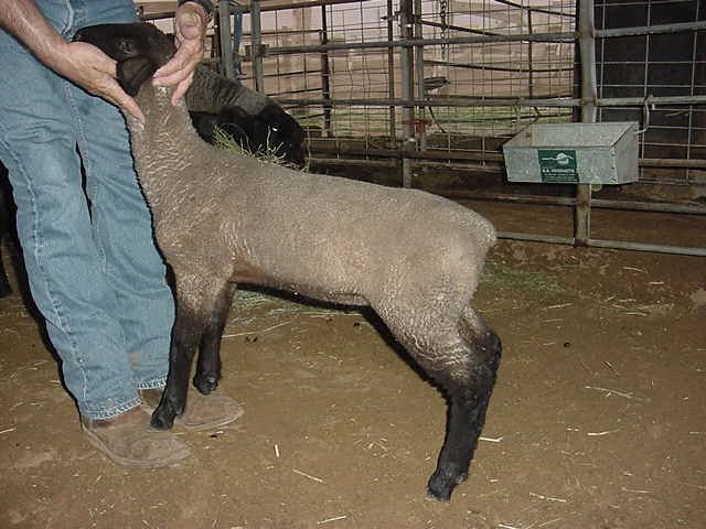 Ewe Lamb born May 25, 2001