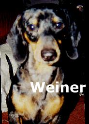 Rocky the Weiner Dog
