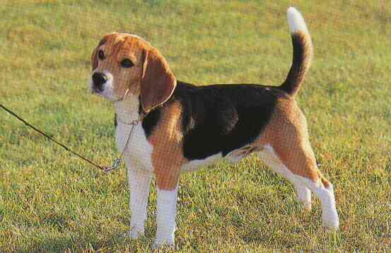 irradiated beagles