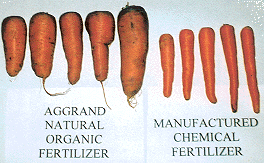 Carrots - AGGRAND vs chemicals