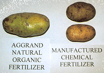 Potatoes - AGGRAND vs chemicals