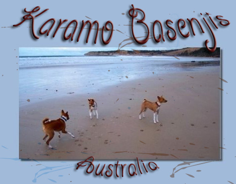 Karamo Basenjis Australia