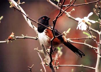 A-spotted_towhee-mod.