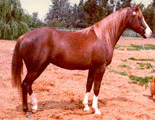 Image: horse