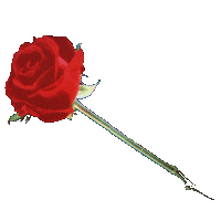 a rose for remembrance