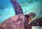 Picture of Sea Turtle