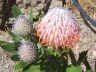 pincushion Leucospermum